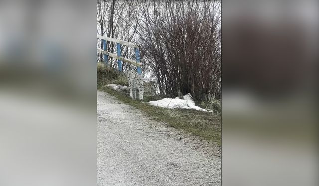 Vahşi Doğanın Gözlemi: Vaşakların Kış Macerası