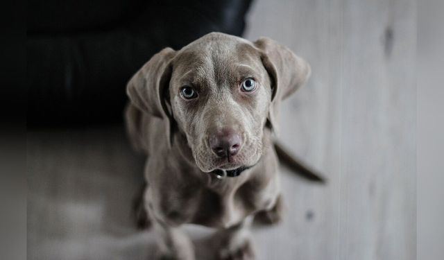 Köpek Mamalarında Salmonella Tehlikesi: Geri Çağırma Başlatıldı