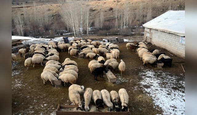 Köyüne Dönerek Koyun Sayısını Artırdı