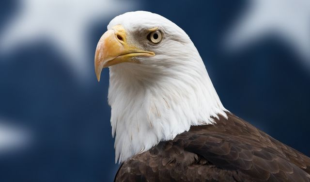 Kel Kartal, ABD'nin Ulusal Kuşu Olarak Belirlendi