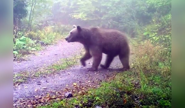 Düzce'nin Yaban Hayatı Fotokapanlarla Belgelendi