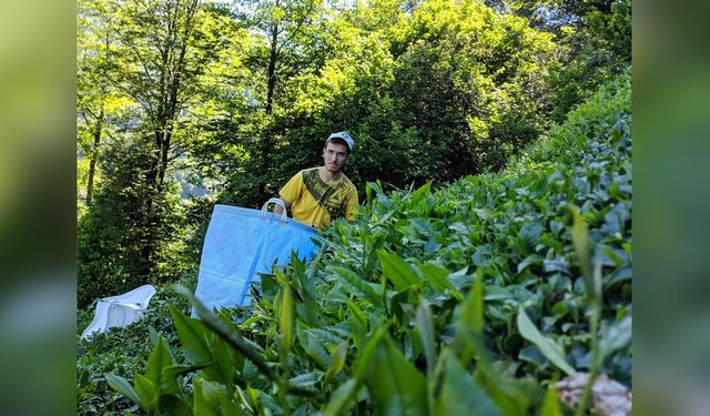 Çay Rekoltesinde Yeni Zirve: 1 Milyon 438 Bin Tonu Geçti