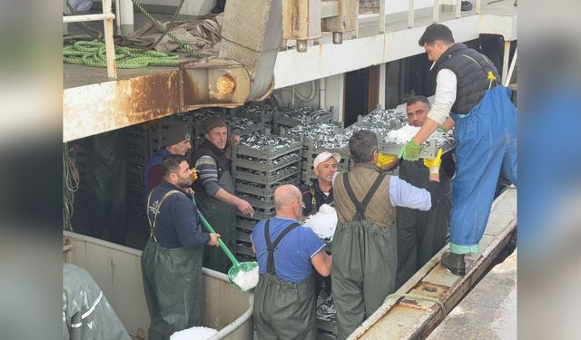 Marmara Denizi'nde Hamsi Avında Yoğun Bereket