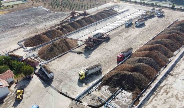 Malatya Şeker Fabrikası'nda Pancara Yoğun İlgi