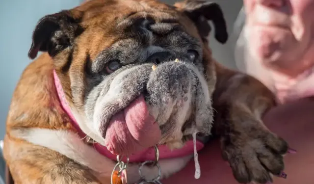 Belçikalı uzman köpeklerdeki korkunç tehlikeyi anlattı