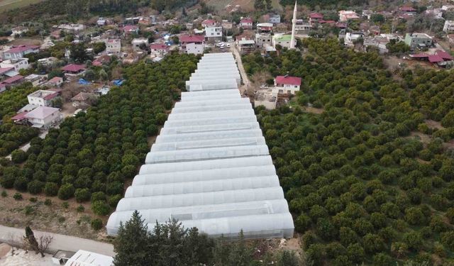 Adana'da Seracılık Faaliyetleri Büyüyor: 400 Metrekareden 30 Dönüme