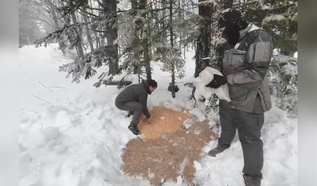 Uludağ'da Yaban Hayvanları İçin Yem Bırakıldı