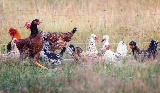 Kuş Gribi Nedeniyle ABD'de İlk İnsan Ölümü Kaydedildi