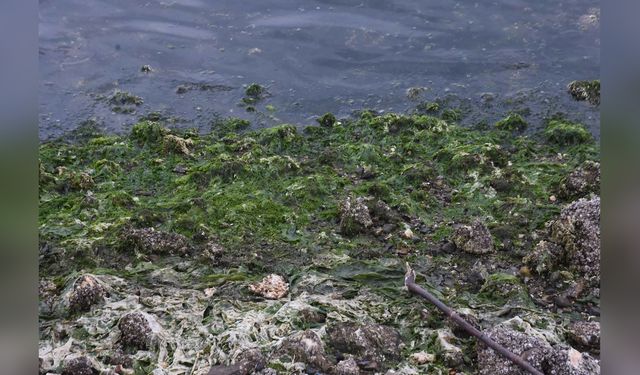 Körfez Kirliliği Deniz Marullarını Ortaya Çıkardı