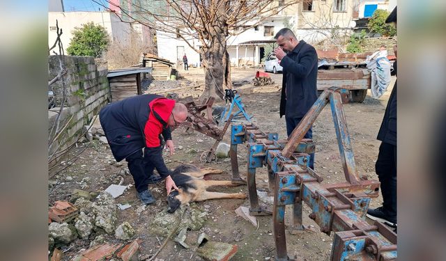 Köpeğe Ateş Açan Kişi Gözaltına Alındı