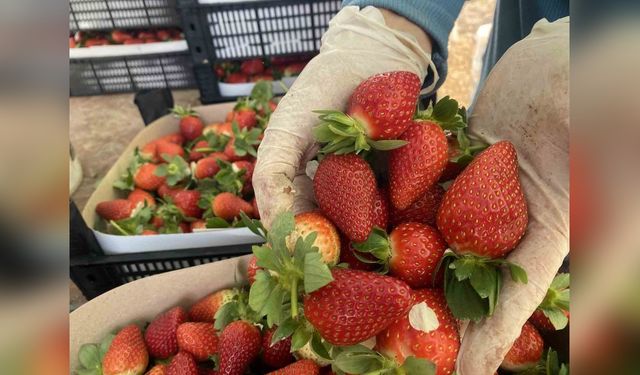 Çilek Fiyatlarında Şok Düşüş: 400 TL'den 90 TL'ye Geriledi