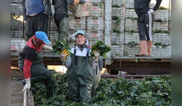 Adana'da Ispanak Hasadı Sezonu Açıldı