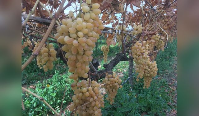 Manisa'da Üzüm Hasadı Altıncı Ayına Girdi