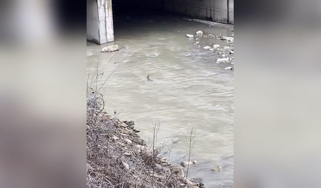 Akıntıya Kapılan Karaca Anbean Kaydedildi