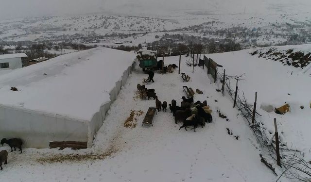 Köyde Yeni Bir Hayat: Şehirden Sıyrılanların Tercihi Hayvancılık