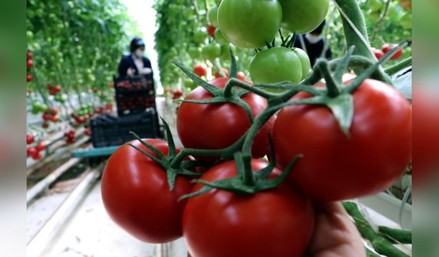 Çaldıran'da Jeotermal Enerji ile Domates Üretimi Artıyor