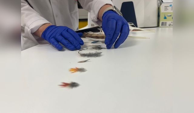 Yaralı Ebabil ve Kırlangıçlar Tüy Implantasyonu ile Doğaya Yeniden Kazandırılıyor