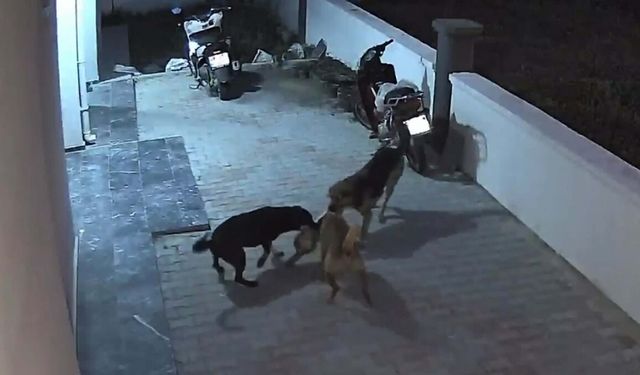Sokak Köpeklerinin Saldırısına Uğrayan Kedi Hayatını Kaybetti