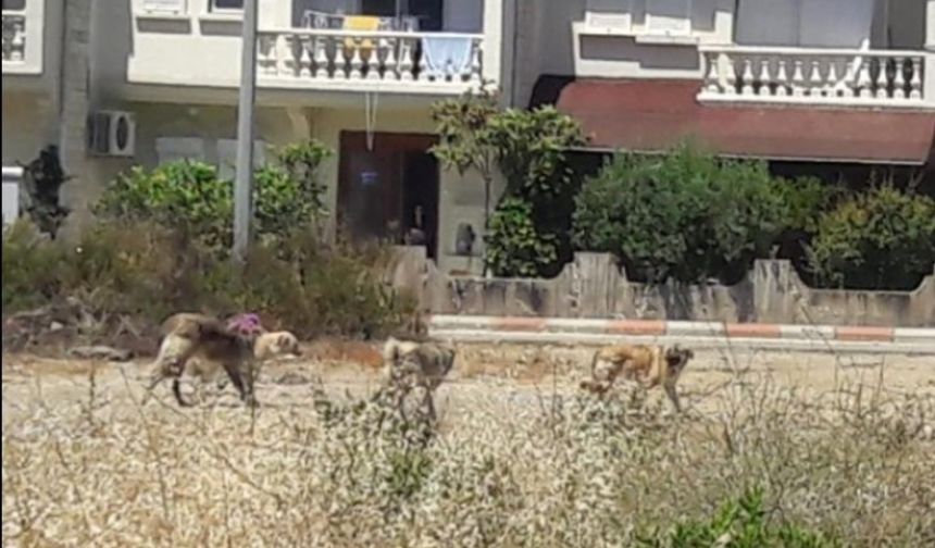 Bozyazı’da sokak köpekleri tehlike saçıyor