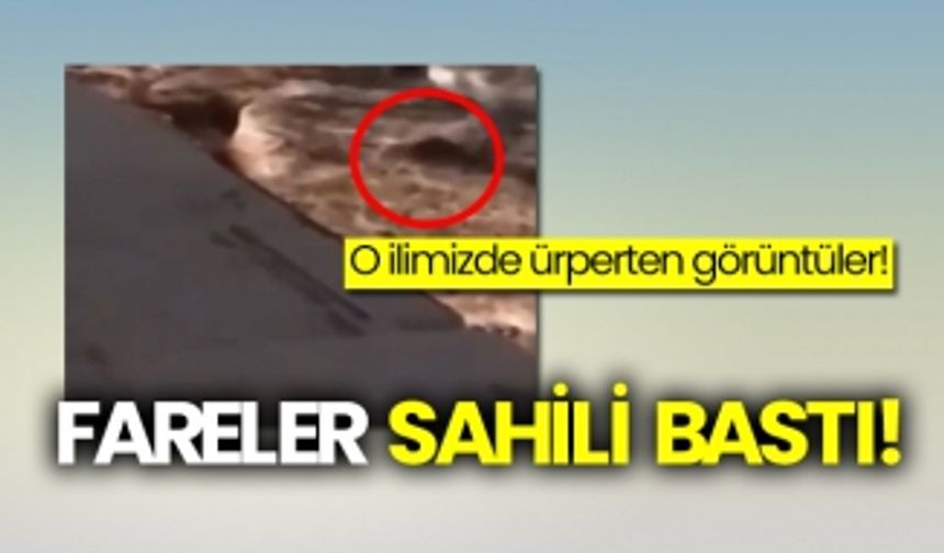 O ilimizde ürperten görüntüler!  Fareler sahili bastı!