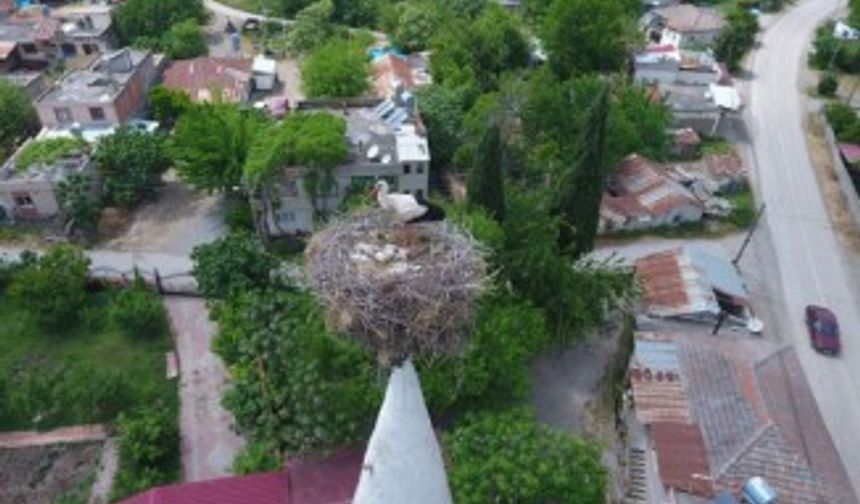 40 yıldır aynı caminin minaresine yuva yapıyorlar