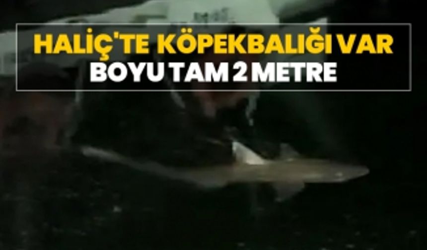 Haliç'te  köpekbalığı var! Boyu tam 2 metre