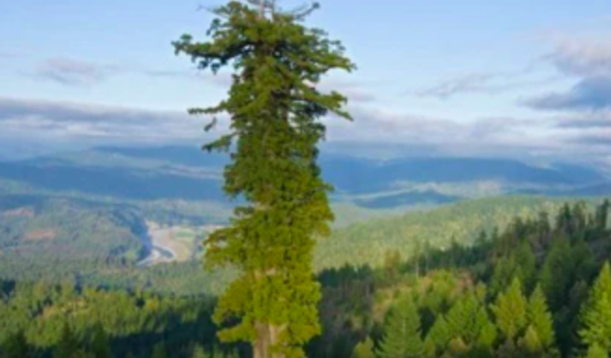 Dünyanın en uzun ağacı: Hyperion