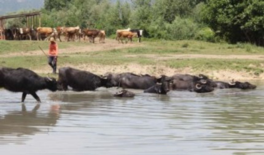 Afrika sıcaklarında günü suda geçiriyorlar