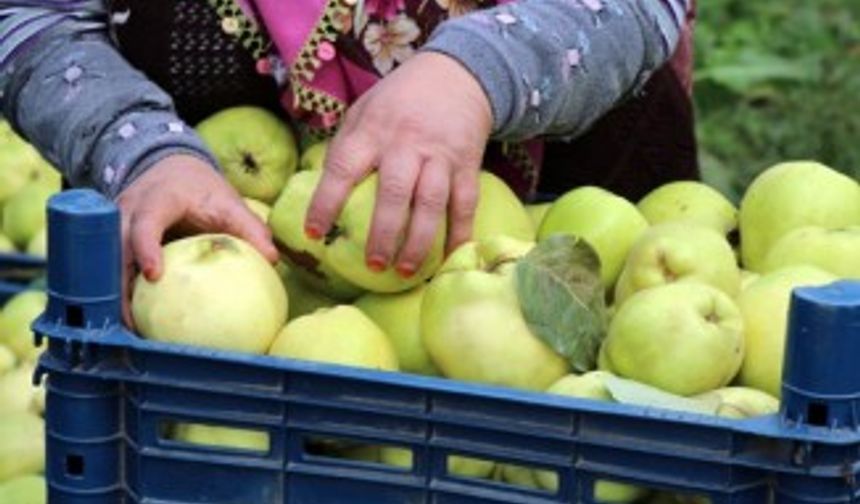 Ayva merkezi Geyve’de ayva hasadı başladı