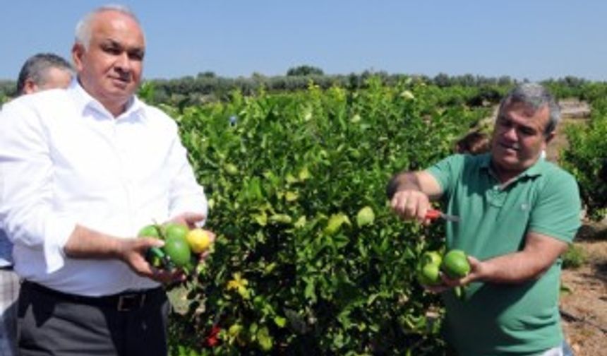 Başkandan cezeryeli ihracatlık limon kesimi