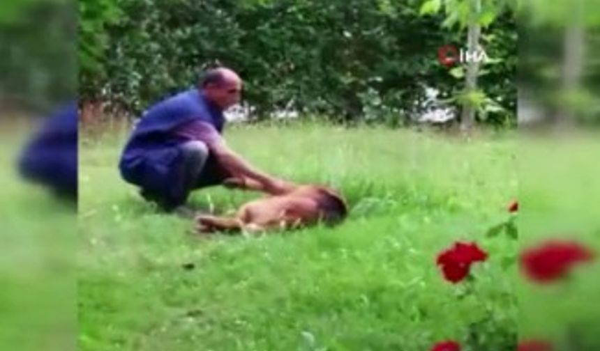 Belediye işçisi ile sokak köpeğinin iç ısıtan görüntüleri