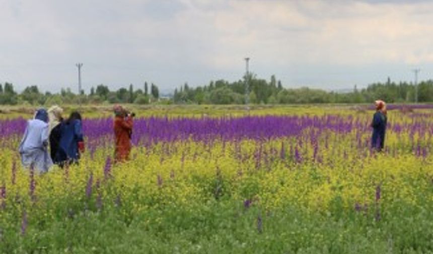 Bozkır’da açan çiçekler Sivas’a renk kattı