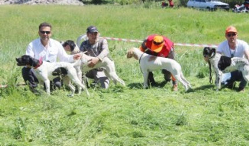 Bu da av köpeklerinin güzellik yarışması