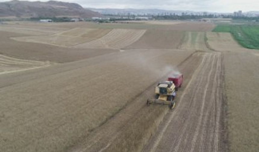 Buğday hasadı yüz güldürmedi