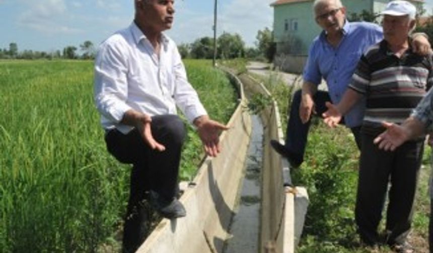 Çeltik tarlaları susuzluktan kurumaya başladı