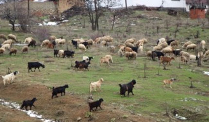 Çobanların zorlu kış mesaisi başlıyor