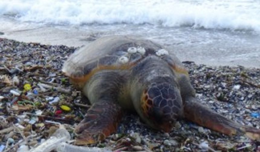 Dev Caretta Caretta ölüsü sahile vurdu