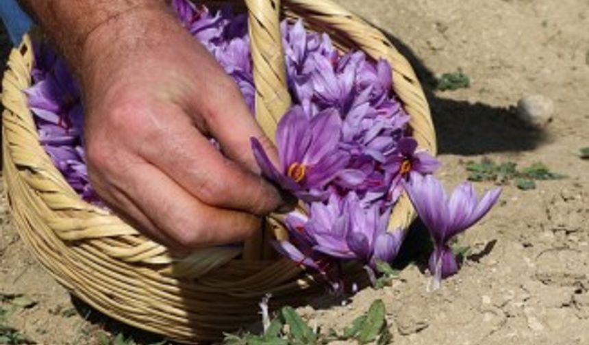 Dünyanın en pahalı bitkisinde hasat erken başladı