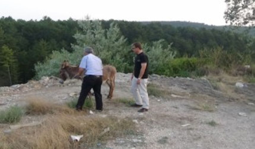 ’Eşek inadı’ dedikleri tam da bu