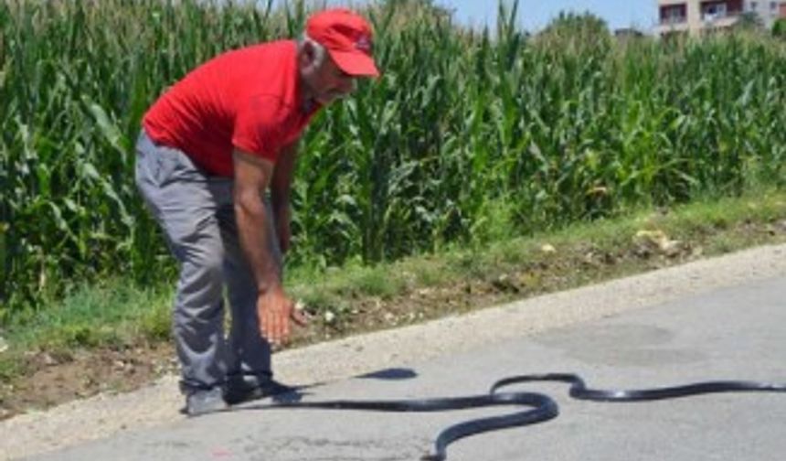 Etrafı yılanlar bastı