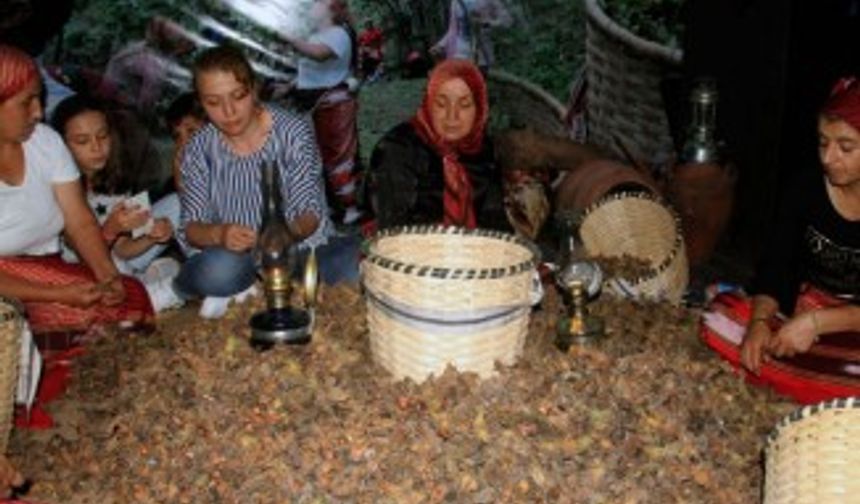 Fındığın başkentinde ’Fındık Festivali’