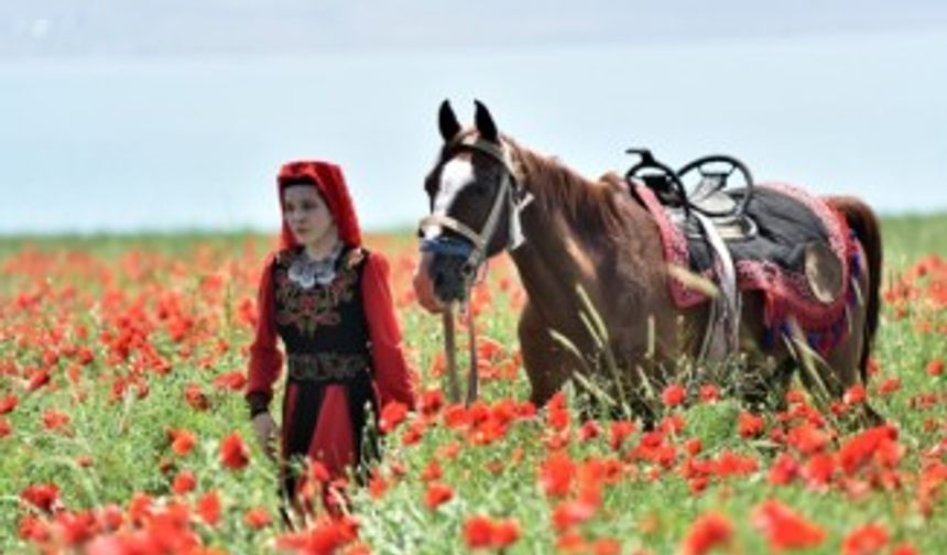 Gelincik tarlaları doğal fotoğraf stüdyosuna dönüştü