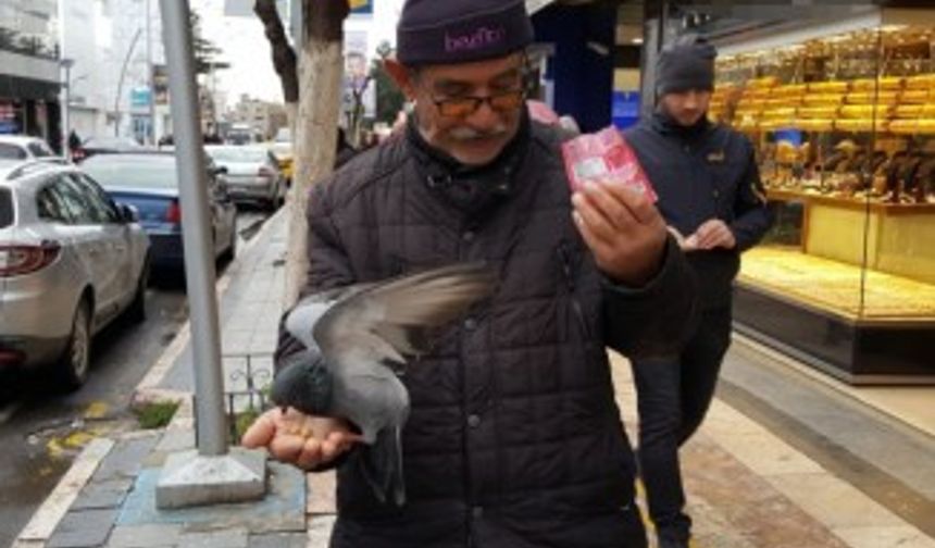 Güvercinleri avucunda besliyor