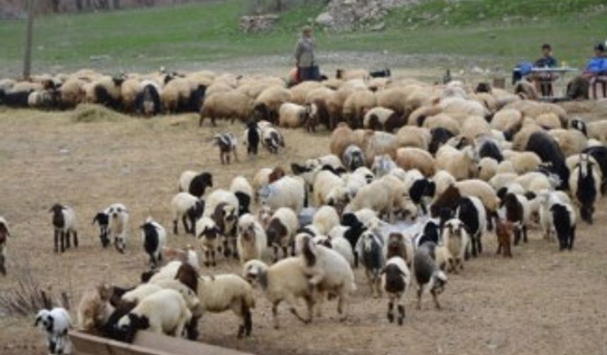 Hakkari’deki besiciler zor durumda