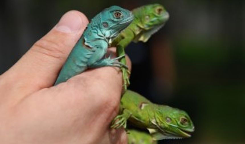 İguana yavruları ilgi odağı oldu