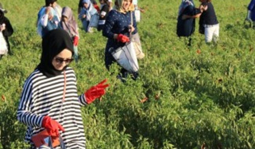 İsot Festivali renkli görüntülerle başladı