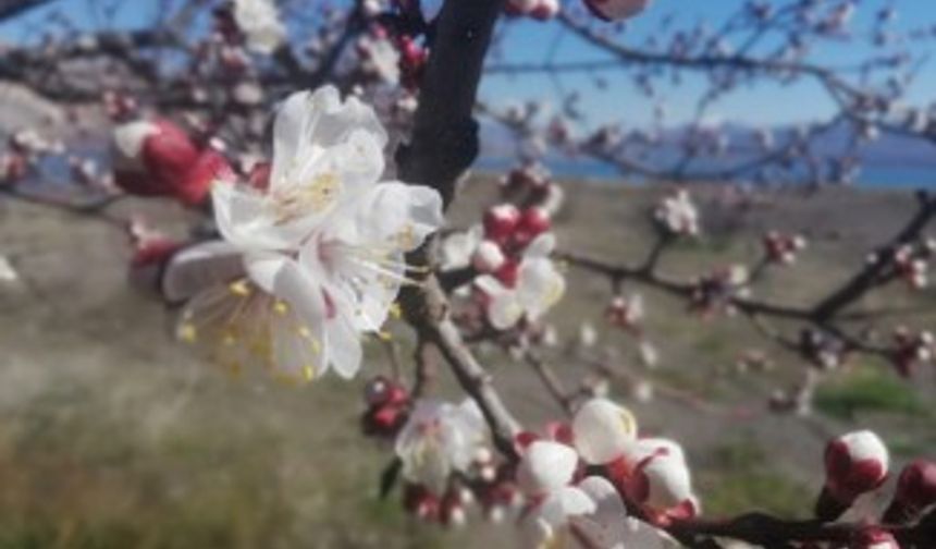 Kayısıda ilk çiçeklenme başladı