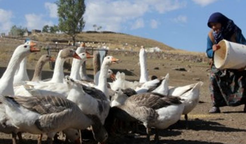 Kazlar kış mevsimine hazırlanıyor