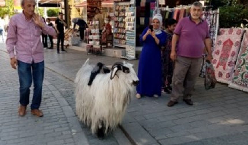 Keçisi ile evcilleştirdiği kargaları arkadaş oldu