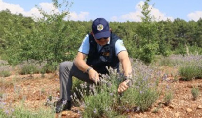 Kıraç arazilerin gözdesi ve mor bereketi: Lavanta